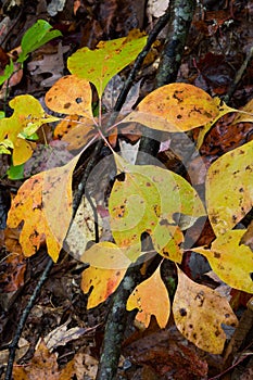 Yellow and green wet sassafras leaves in autumn