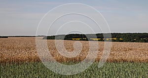 yellow and green wheat field in sunny weather