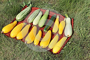 Yellow, green and white marrows on red napkin on grass in the garden