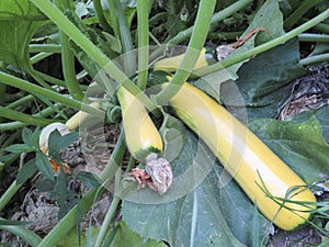Yellow-green zucchini close up in the summer garden
