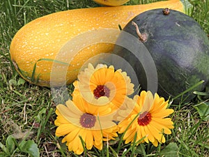 Yellow-green zucchini, watermelon and autumn flowers