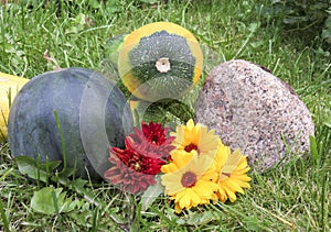 Yellow-green zucchini, watermelon and autumn flowers