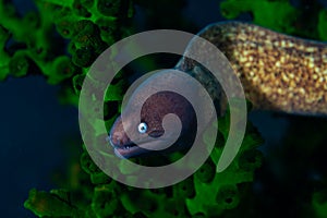 A yellow grey juvenile moray eel around green corals