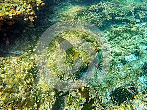 Yellow and grey striped fish