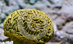 Yellow grooved brain coral in closeup, marine life background, popular decorative pet in aquaculture, invertebrate specie from the