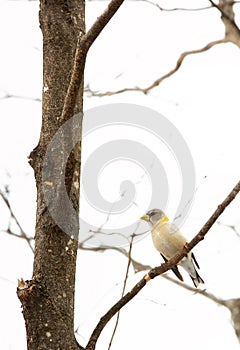 Yellow grosbeak perch on a branch in a forest