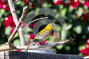 Yellow Grosbeak Pheucticus chrysopeplus Perched on a Branch at a Feeding Station in Jalisco, Mexico