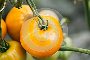 Yellow Growing Organic Tomato. Homegrown Tomatoes In Vegetable G