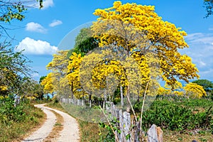 Yellow Guayacan Tree photo