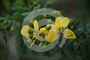 Yellow Gulmohar flowers in gujarat
