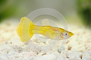 Yellow Guppy Poecilia reticulate aquarium rainbow fish