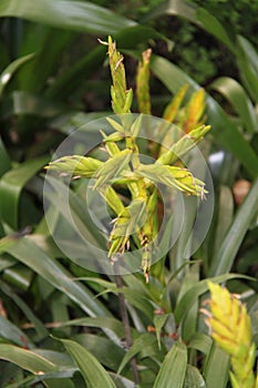 Yellow Guzmania flowers