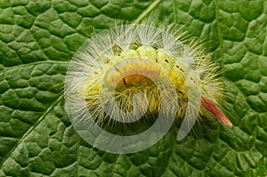 Yellow hairy caterpillar on green leaf