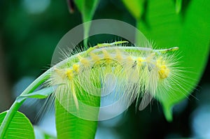 Yellow hairy caterpillar on green leaf stalks