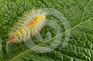 Yellow hairy caterpillar over green leaf