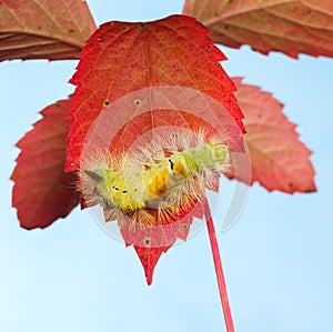 Yellow hairy caterpillar on red leaves