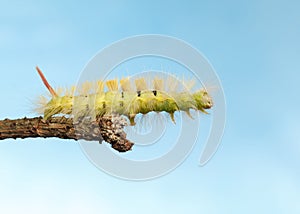 Yellow hairy caterpillar stretch forward from branch