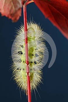 Yellow hairy caterpillar underneath