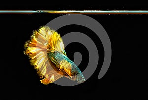 Yellow Half Moon Betta Fish, or Half Moon