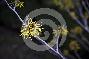 yellow Hamamelis blossom