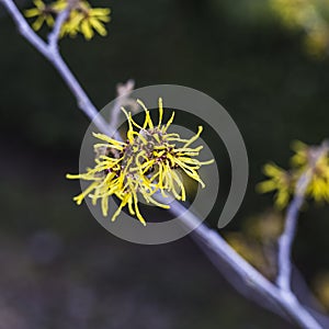 yellow Hamamelis blossom