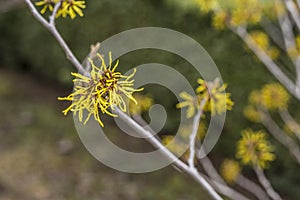 yellow Hamamelis blossom