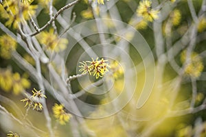 yellow Hamamelis blossom