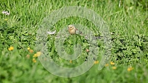 Yellow Hammer Eating Seeds in the Grass, County Laois