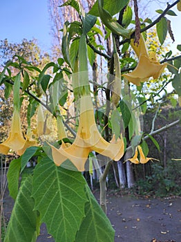 Yellow hanging flowers like umbrellas are very beautiful and attractive