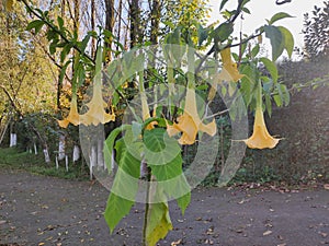 Yellow hanging flowers like umbrellas are very beautiful and attractive