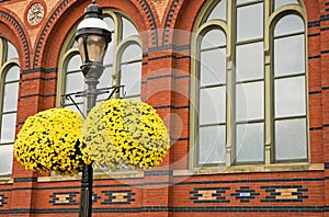 Yellow hanging mums