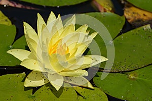 Yellow Hardy Water Lily