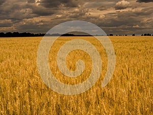 Yellow harvest grain under stormy sky. Field of golden wheat