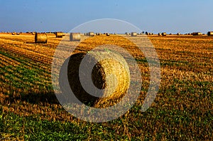 Yellow harvested wheat ballots in field