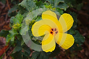 Yellow Hawaiian hibiscus flower-Hibiscus backenridgei