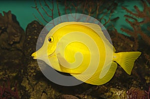 Yellow Hawaiian Tang (Zebrasoma flavescens)