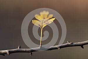 Yellow hawthorn leaf. Colorful foliage in the park. Falling leaves natural background. Autumn season concept