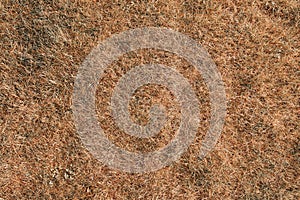 Dry grass texture.