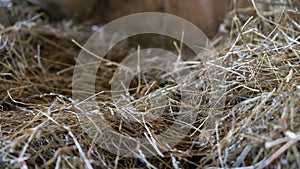 Yellow hay or straw farm texture background, dried grass backdrop