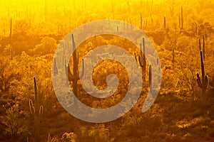 Yellow haze backlights saguaro cactus in the desert.