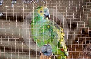 Yellow Head amazon parrot in a cage and ready for sale in Thailand