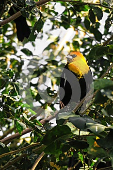 Yellow head black bird in the garden