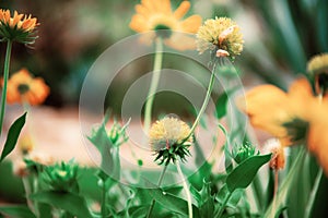 Yellow of head flower in park