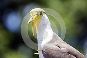 Yellow Head Masked Lapwing Bird Left