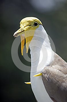 Yellow Head Masked Lapwing Bird Left Portrait