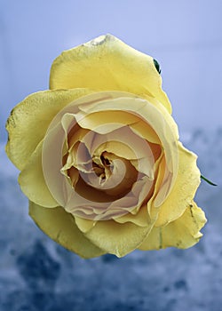 Yellow Head of Rose against a plain background