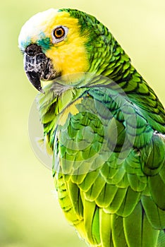 Yellow-headed Amazon bird