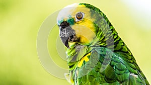 Yellow-headed Amazon bird