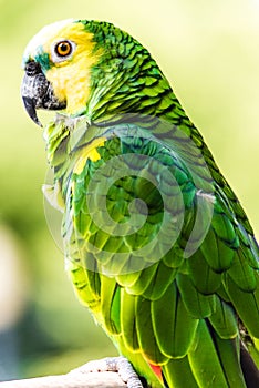 Yellow-headed Amazon bird