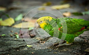 Yellow-headed Amazon Parrot